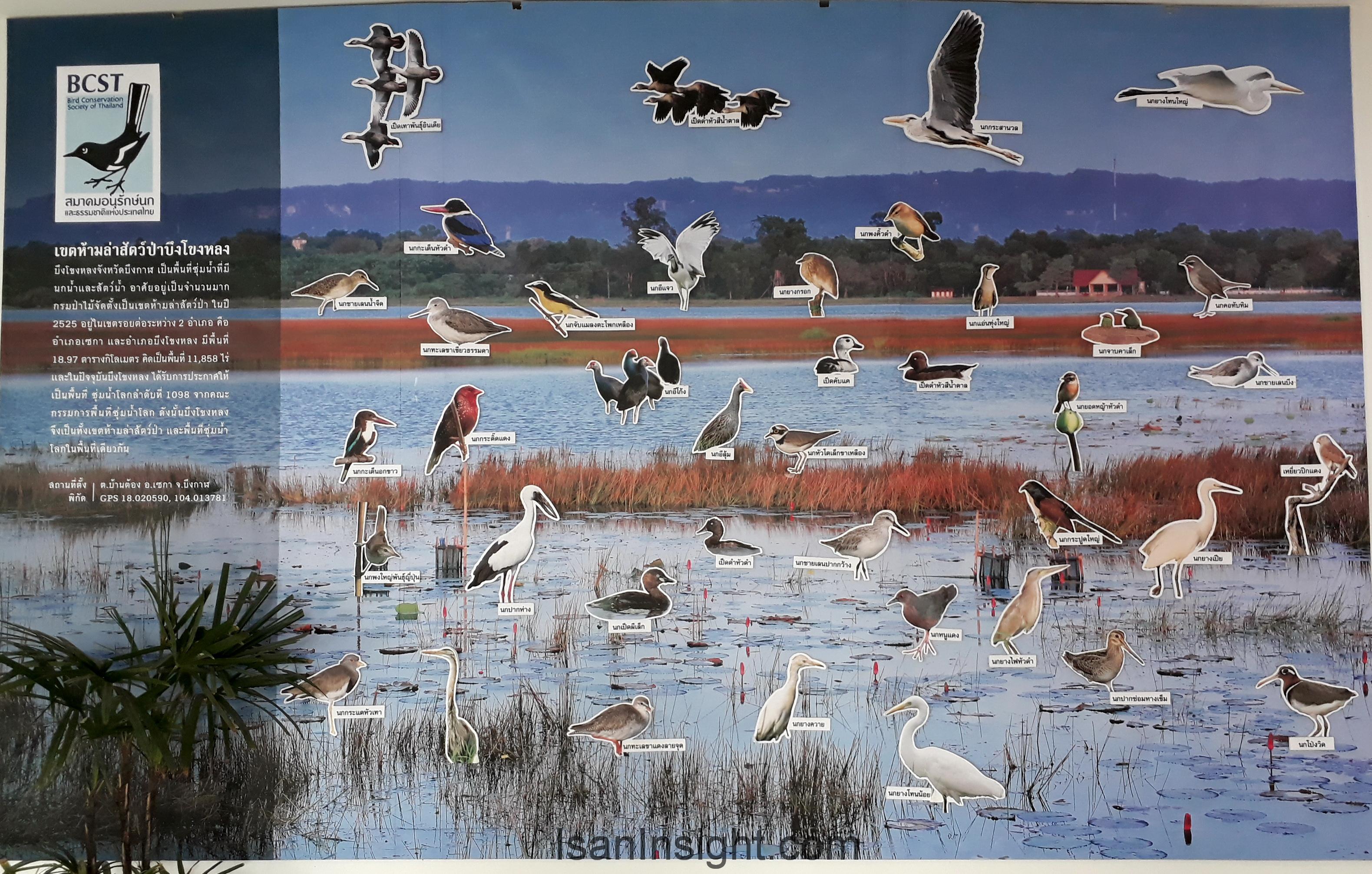 ภาพแสดงนกหลายพันธุ์พื้นที่ชุ่มน้ำบึงโขงหลง