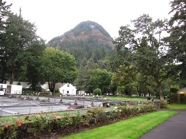 Bonneville Fish Hatchery