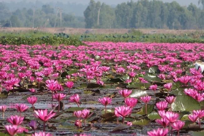 ผาแดง นางไอ่ ทะเลบัวแดง หนองหาน กุมภวาปี อุดรธานี ตำนาน