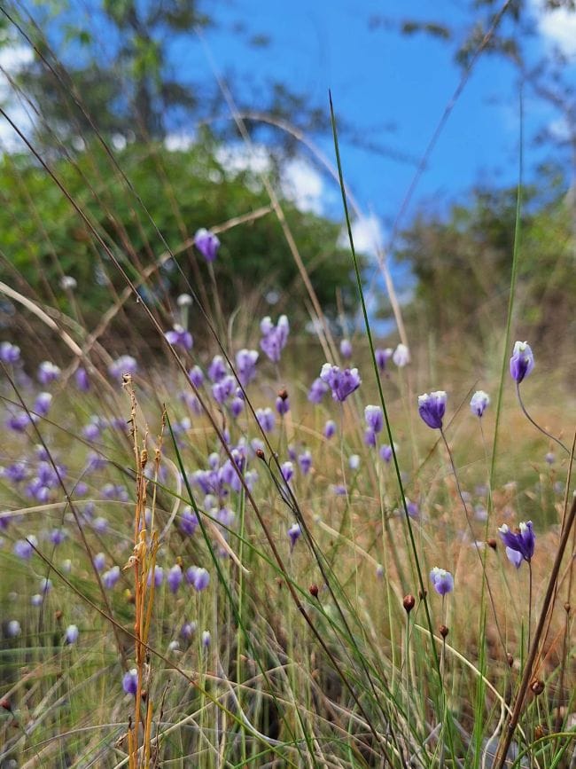 ภูผาเทิบ