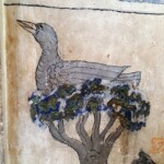 นก บนต้นไม้ วัดยางทวง นก บนต้นไม้ วัดยางทวง